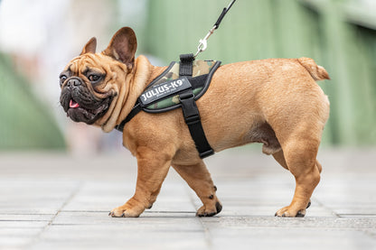 JULIUS K9 IDC Powerharness arnés Camuflaje para perro Gabo&Gordo Pet Shop en Las Palmas de Gran Canaria tienda para mascotas, perros, gatos, conejos, tortugas, animales, accesorios para mascotas