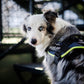 JULIUS K9 IDC Powerharness arnés Vaquero y Neon para perro