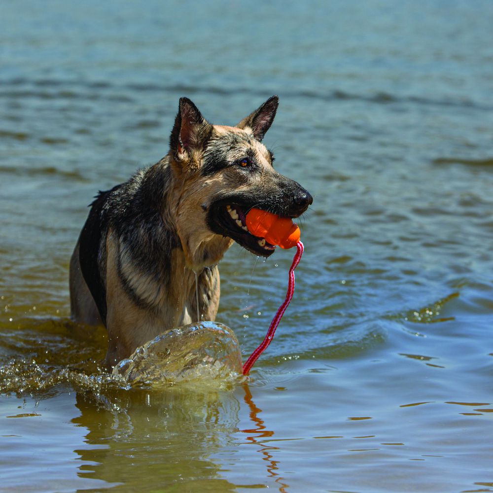 KONG ACUÁTICO ENTRENAMIENTO RECUPERACIÓN / KONG AQUA PARA PERRO.   Gabo y Gordo Pet Shop, tienda online en las Islas Canarias, España, tienda online para mascotas, perros, gatos, conejos, tortugas, animales, accesorios para mascotas en general. 