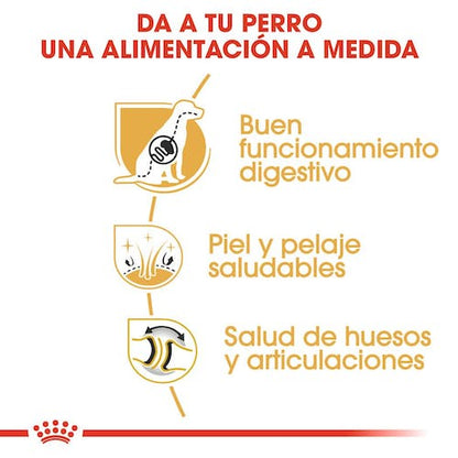 ROYAL CANIN PASTOR ALEMÁN Adulto Gabo y Gordo E Shop, la mejor tienda online en Gran Canaria, Islas Canarias, España, tienda online para mascotas, perros, gatos, conejos, tortugas, animales, accesorios para mascotas en general. 
Gabo y Gordo E Shop is the best online pet shop in Gran Canaria, Canary Islands, Spain.