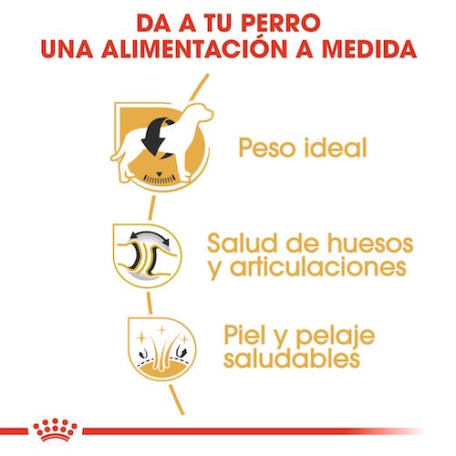 ROYAL CANIN Labrador Retriever Adulto Gabo y Gordo E Shop, la mejor tienda online en Gran Canaria, Islas Canarias, España, tienda online para mascotas, perros, gatos, conejos, tortugas, animales, accesorios para mascotas en general. 
Gabo y Gordo E Shop is the best online pet shop in Gran Canaria, Canary Islands, Spain.