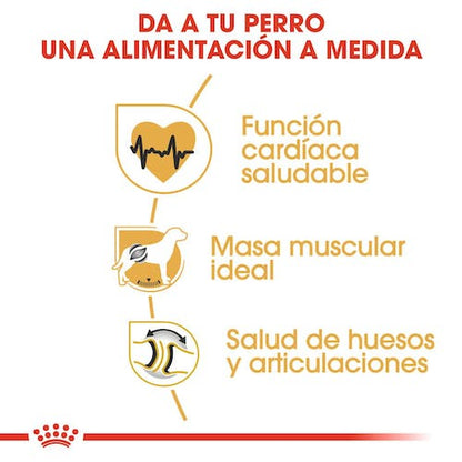 ROYAL CANIN Rottweiler Adulto 12 kg Gabo y Gordo E Shop, la mejor tienda online en Gran Canaria, Islas Canarias, España, tienda online para mascotas, perros, gatos, conejos, tortugas, animales, accesorios para mascotas en general. 
Gabo y Gordo E Shop is the best online pet shop in Gran Canaria, Canary Islands, Spain.