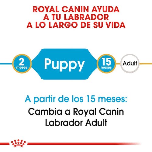 ROYAL CANIN LABRADOR RETRIEVER PUPPY Gabo y Gordo E Shop, la mejor tienda online en Gran Canaria, Islas Canarias, España, tienda online para mascotas, perros, gatos, conejos, tortugas, animales, accesorios para mascotas en general. 
Gabo y Gordo E Shop is the best online pet shop in Gran Canaria, Canary Islands, Spain.