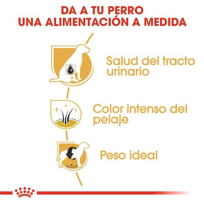ROYAL CANIN Schnauzer Adulto Gabo y Gordo E Shop, la mejor tienda online en Gran Canaria, las Islas Canarias, España, tienda online para mascotas, perros, gatos, conejos, tortugas, animales, accesorios para mascotas en general. 
Gabo y Gordo E Shop in Gran Canaria, Canary Islands, the best store for pets, dogs, cats, rabbits, turtles, animals, pet accessories.