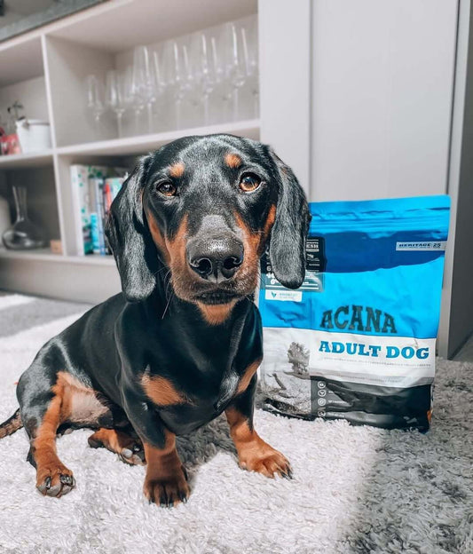 Pienso ACANA Adult Dog Recipe sin cereales con pollo, pescado y huevo para perros de todas las razas