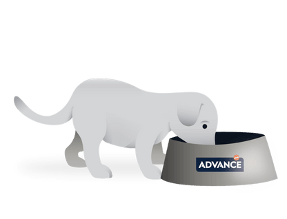 Saco de 3 kg de pienso ADVANCE Mother Dog & Initial para perras gestantes, lactantes y cachorros.