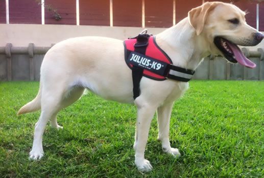 JULIUS K9 IDC Powerharness arnés Rojo para perro Gabo&Gordo Pet Shop en Las Palmas de Gran Canaria tienda para mascotas, perros, gatos, conejos, tortugas, animales, accesorios para mascotas