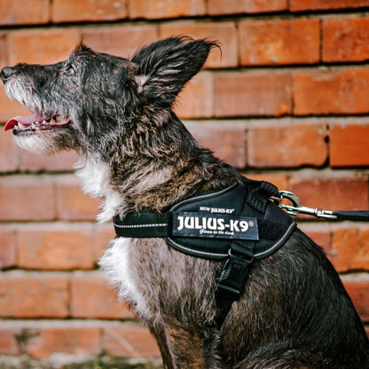 JULIUS K9 IDC Powerharness arnés Negro para perro Gabo&Gordo Pet Shop en Las Palmas de Gran Canaria tienda para mascotas, perros, gatos, conejos, tortugas, animales, accesorios para mascotas