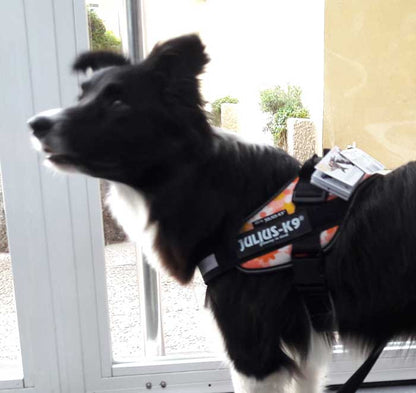 JULIUS K9 IDC Powerharness arnés Rosa Flores para perro Gabo&Gordo Pet Shop en Las Palmas de Gran Canaria tienda para mascotas, perros, gatos, conejos, tortugas, animales, accesorios para mascotas