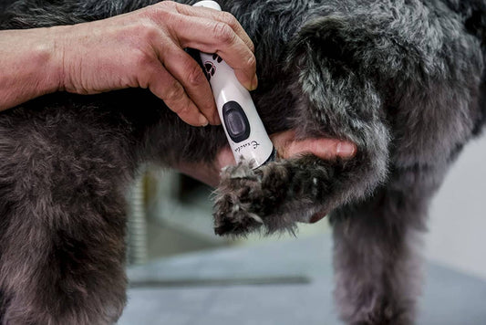 Máquina de peluquería canina Artero Aesculap Exacta con cuchilla de 3 cm para patas y caras