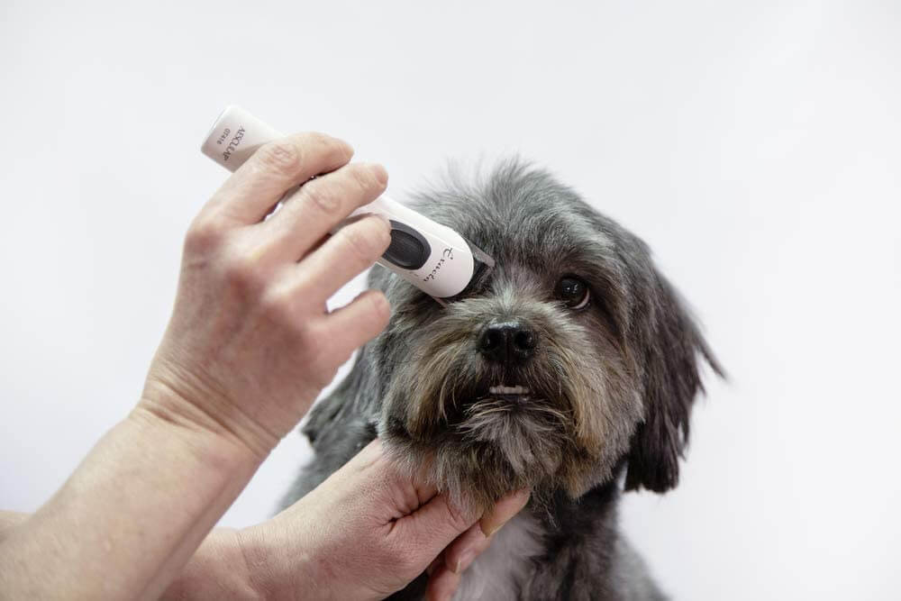 Máquina de peluquería canina Artero Aesculap Exacta con cuchilla de 3 cm para patas y caras
