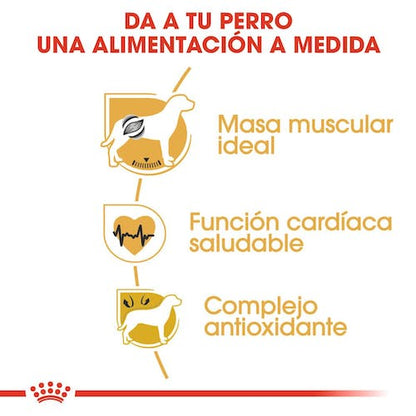 ROYAL CANIN RAZA Boxer Adulto 12 kg PIENSO Gabo&Gordo Pet Shop en Las Palmas de Gran Canaria tienda para mascotas, perros, gatos, conejos, tortugas, animales