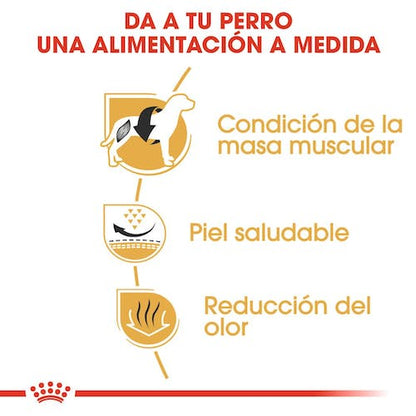 ROYAL CANIN French Bulldog Adult Gabo y Gordo E Shop, la mejor tienda online en las Islas Canarias, España, tienda online para mascotas, perros, gatos, conejos, tortugas, animales, accesorios para mascotas en general. 
Gabo y Gordo E Shop in Canary Islands, the best store for pets, dogs, cats, rabbits, turtles, animals, pet accessories.