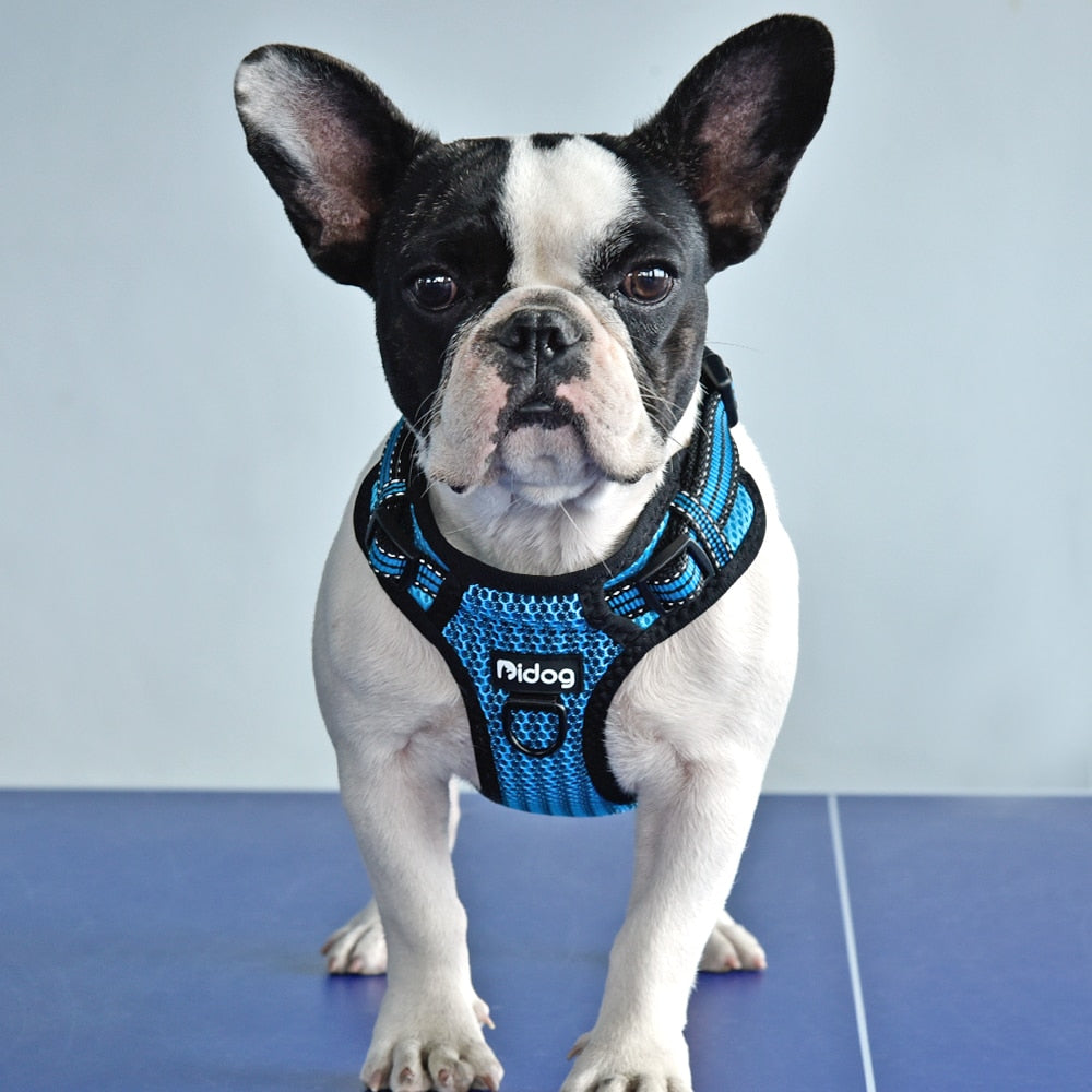 ÁRNES ANTI-TIRONES REFLECTIVE PARA PERRO en mejor tienda online en las Islas Canarias, España, tienda online para mascotas, perros, gatos, conejos, tortugas, animales, accesorios para mascotas en general. 
Gabo y Gordo E Shop in Canary Islands, the best store for pets, dogs, cats, rabbits, turtles, animals, pet accessories.