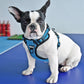 ÁRNES ANTI-TIRONES REFLECTIVE PARA PERRO en mejor tienda online en las Islas Canarias, España, tienda online para mascotas, perros, gatos, conejos, tortugas, animales, accesorios para mascotas en general. 
Gabo y Gordo E Shop in Canary Islands, the best store for pets, dogs, cats, rabbits, turtles, animals, pet accessories.