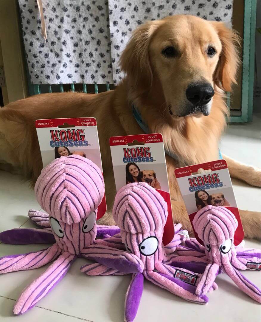KONG CUTE SEAS PULPO / juguete Kong para perro.   Gabo y Gordo Pet Shop, tienda online en las Islas Canarias, España, tienda online para mascotas, perros, gatos, conejos, tortugas, animales, accesorios para mascotas en general. 