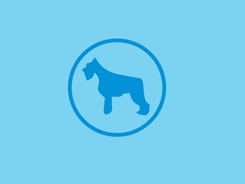 BUBBLES Champú en Espuma Seca 150 ml para limpiar el pelaje de perros sin realizar un baño completo