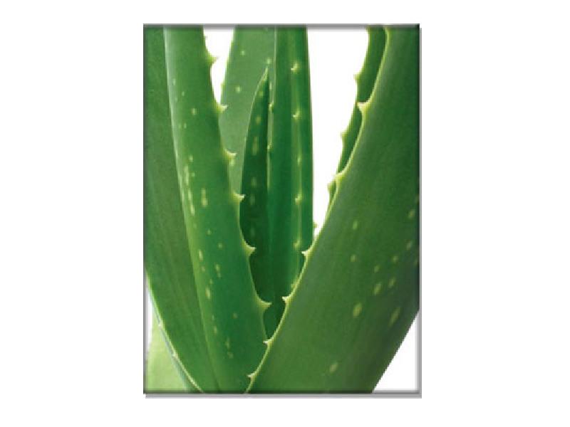 Envase de champú BUBBLES Yorkshire con aloe vera para perros de pelo largo.