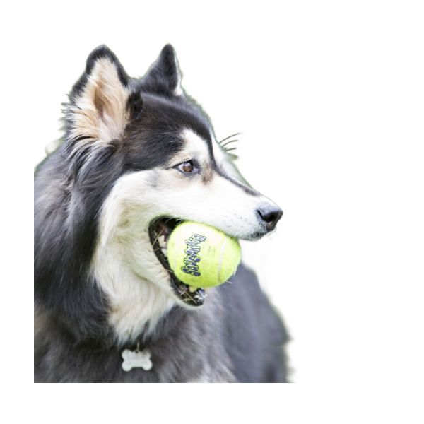 KONG AirDog Squeakair PELOTA CON CUERDA para perro.  Gabo y Gordo Pet Shop, tienda online en las Islas Canarias, España, tienda online para mascotas, perros, gatos, conejos, tortugas, animales, accesorios para mascotas en general. 