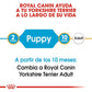 ROYAL CANIN Yorkshire Terrier Puppy. Gabo&Gordo Pet Shop en Las Palmas de Gran Canaria tienda para mascotas, perros, gatos, conejos, tortugas, animales
