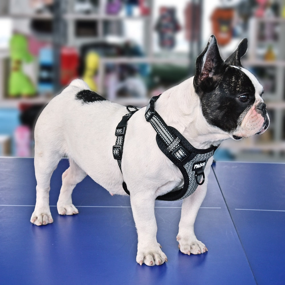ÁRNES ANTI-TIRONES REFLECTIVE PARA PERRO en mejor tienda online en las Islas Canarias, España, tienda online para mascotas, perros, gatos, conejos, tortugas, animales, accesorios para mascotas en general. 
Gabo y Gordo E Shop in Canary Islands, the best store for pets, dogs, cats, rabbits, turtles, animals, pet accessories.