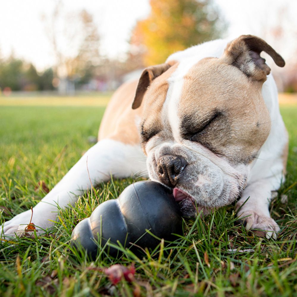 KONG EXTREME JUGUETE PARA PERROS.  Gabo y Gordo Pet Shop, tienda online en las Islas Canarias, España, tienda online para mascotas, perros, gatos, conejos, tortugas, animales, accesorios para mascotas en general. 