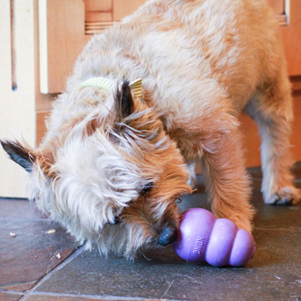 KONG SENIOR PARA PERROS EDAD AVANZADA | JUGUETE INTERACTIVO.  Gabo y Gordo Pet Shop, tienda online en las Islas Canarias, España, tienda online para mascotas, perros, gatos, conejos, tortugas, animales, accesorios para mascotas en general. 