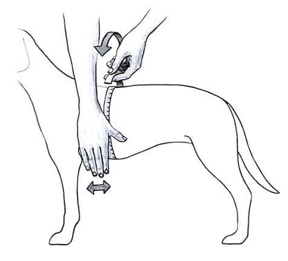 Perro usando el arnés JULIUS K9 IDC Powerharness azul, ideal para paseos seguros y cómodos