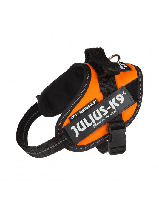 Perro con arnés JULIUS K9 IDC Powerharness naranja, cómodo y reflectante