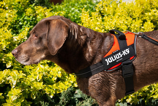 Perro con arnés JULIUS K9 IDC Powerharness naranja, cómodo y reflectante