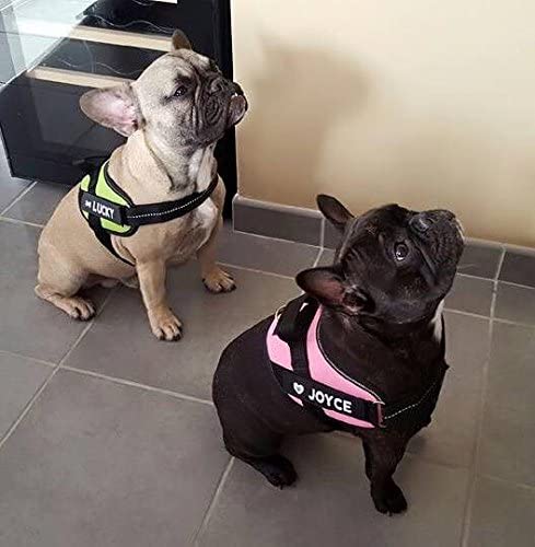 Arnés ajustable JULIUS K9 IDC Powerharness de color rosa para perros.