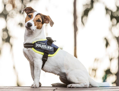Arnés JULIUS-K9 IDC Powerharness diseño vaquero y neón para perros