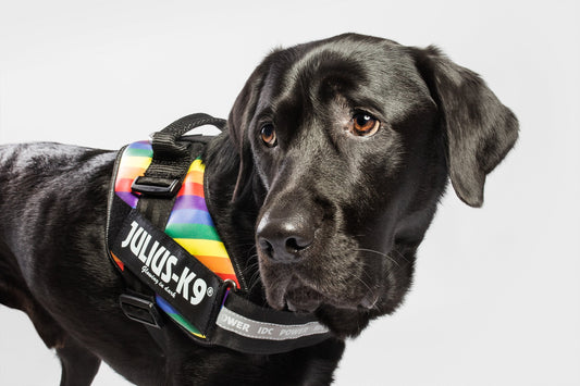 Arnés JULIUS K9 IDC Powerharness Arco Iris reflectante y ergonómico para perros