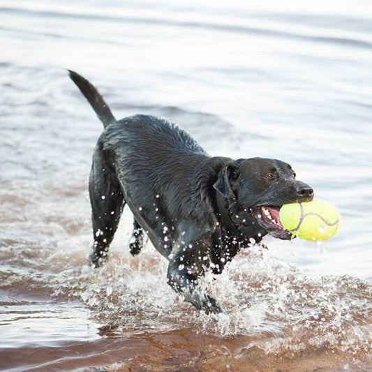 Juguete KONG AirDog® Squeaker Dumbbell con sonido para perros, ideal para lanzar y recoger, disponible en Gabo y Gordo E Shop.