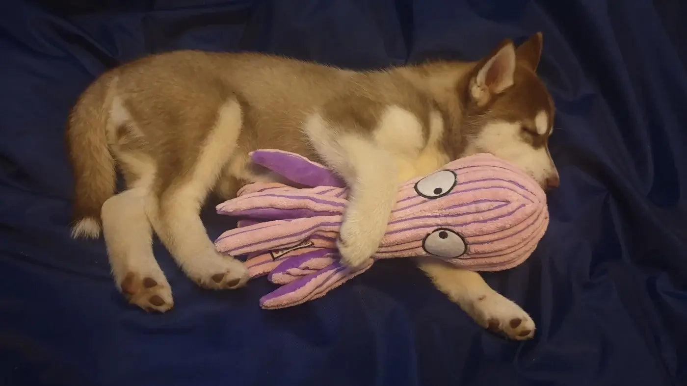 KONG CuteSeas Pulpo juguete de pana para perros con chirriador y sonido crujiente