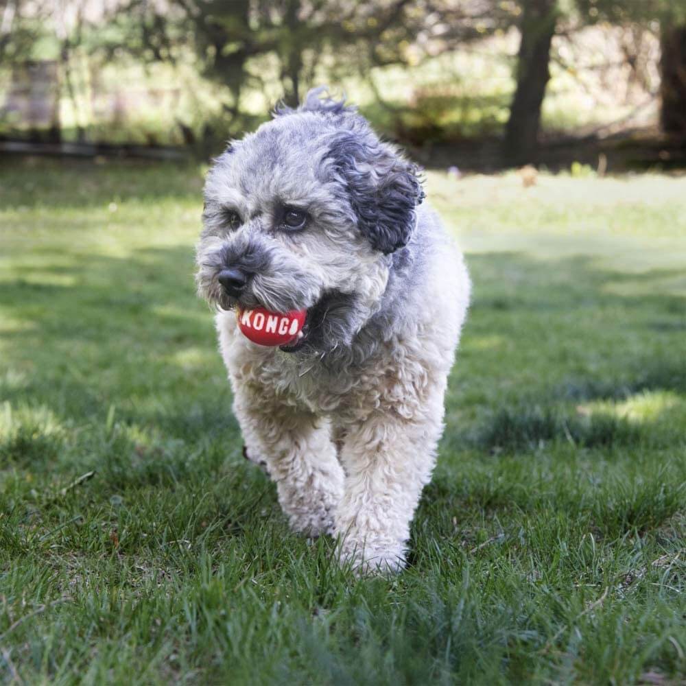 Perro jugando con pelota KONG Signature Ball resistente