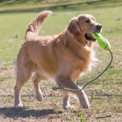 KONG AIR DOG FETCH STICK CON CUERDA JUEGUETE PARA PERRO.  Gabo y Gordo Pet Shop, tienda online en las Islas Canarias, España, tienda online para mascotas, perros, gatos, conejos, tortugas, animales, accesorios para mascotas en general. 