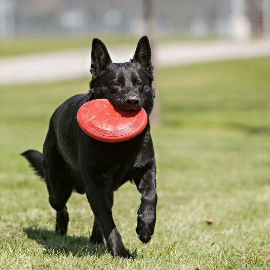 KONG FLYER CLASSIC Frisbee resistente y flexible para perros. 
Gabo y Gordo Pet Shop, tienda online en las Islas Canarias, España, tienda online para mascotas, perros, gatos, conejos, tortugas, animales, accesorios para mascotas en general. 