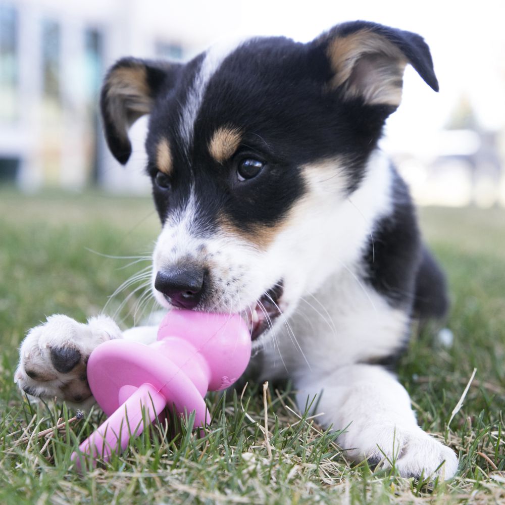 KONG Puppy Binkie Chupa COLOR ROSA.  Gabo y Gordo Pet Shop, tienda online en las Islas Canarias, España, tienda online para mascotas, perros, gatos, conejos, tortugas, animales, accesorios para mascotas en general. 