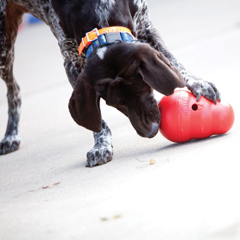 KONG Wobbler dispensador de comida / Wobbler dispensador de golosinas.  Gabo y Gordo Pet Shop, tienda online en las Islas Canarias, España, tienda online para mascotas, perros, gatos, conejos, tortugas, animales, accesorios para mascotas en general. 