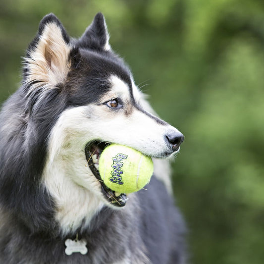 KONG | SQUEAKAIR BALL | PELOTA DE TENIS SONORA PARA PERRO.  Gabo y Gordo Pet Shop, tienda online en las Islas Canarias, España, tienda online para mascotas, perros, gatos, conejos, tortugas, animales, accesorios para mascotas en general. 