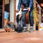 VIRBAC Hpm SENIOR Dog Small Toy Gabo&Gordo Pet Shop en Las Palmas de Gran Canaria tienda para mascotas, perros, gatos, conejos, tortugas, animales