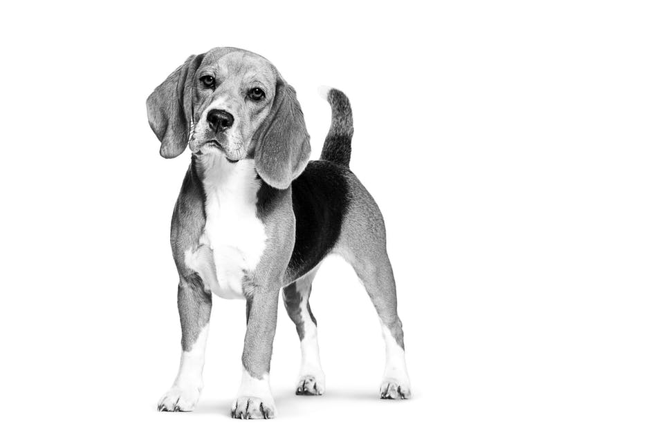 ROYAL CANIN Beagle Adult pienso para perro adulto raza Beagle control de peso