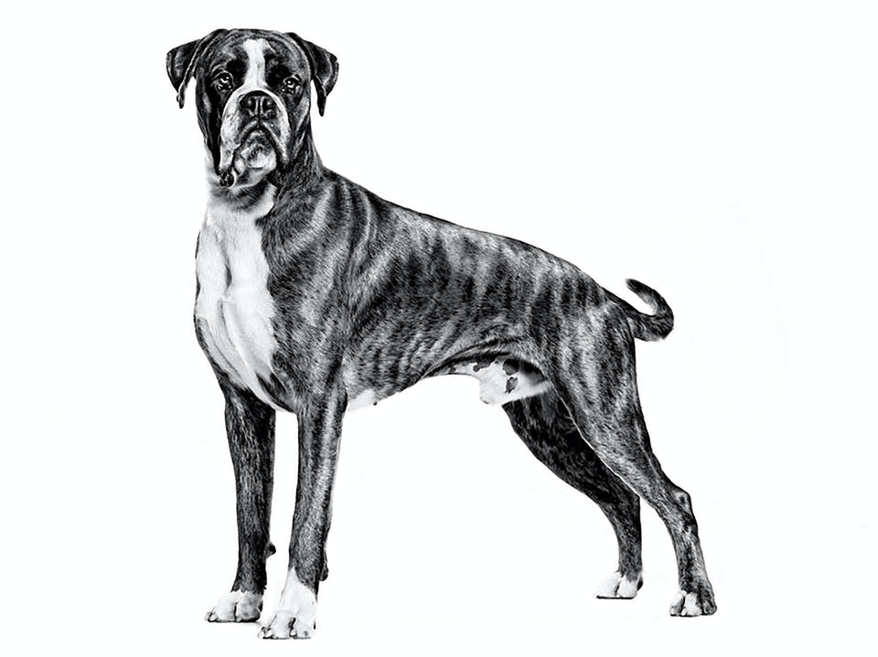 ROYAL CANIN Boxer Adult pienso para perro Boxer adulto salud cardíaca y masa muscular