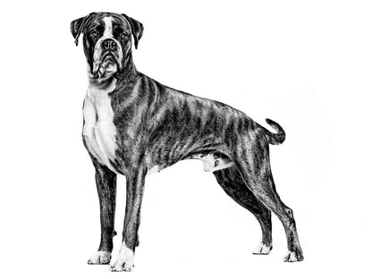 ROYAL CANIN Boxer Adult pienso para perro Boxer adulto salud cardíaca y masa muscular