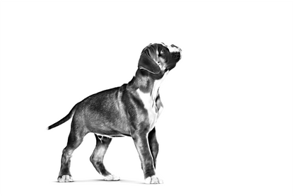 ROYAL CANIN Boxer Puppy pienso para cachorro de raza Boxer crecimiento y sistema inmunológico