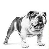 ROYAL CANIN Bulldog Adult pienso para perro Bulldog adulto nutrición específica para digestión piel y articulaciones