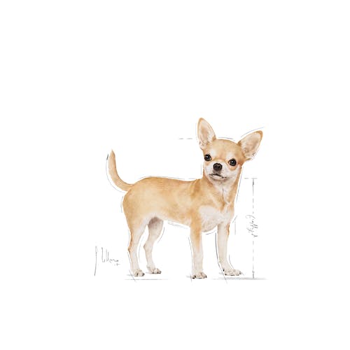 Royal Canin Chihuahua Adult pienso perro raza mini Gran Canaria Gabo y Gordo