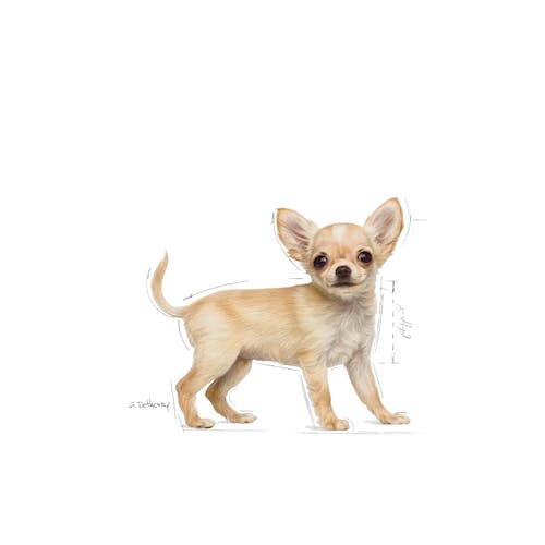 Royal Canin Chihuahua Puppy 1,5 kg pienso cachorro raza pequeña Gran Canaria Gabo y Gordo