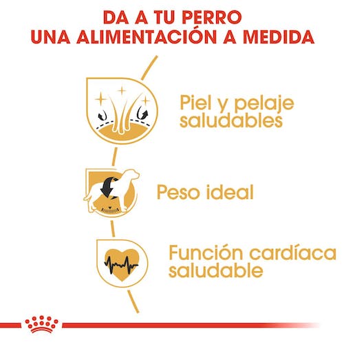 Royal Canin Cocker Adult pienso en Gran Canaria Gabo y Gordo E Shop